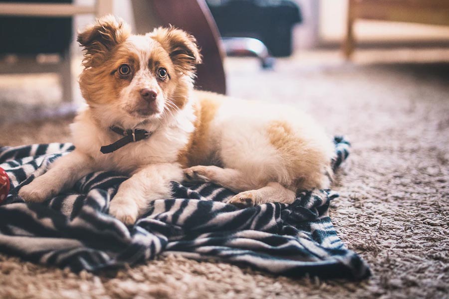 Tips Membersihkan Bulu Hewan Peliharaan Yang Tertinggal Pada Karpet Kesayangan