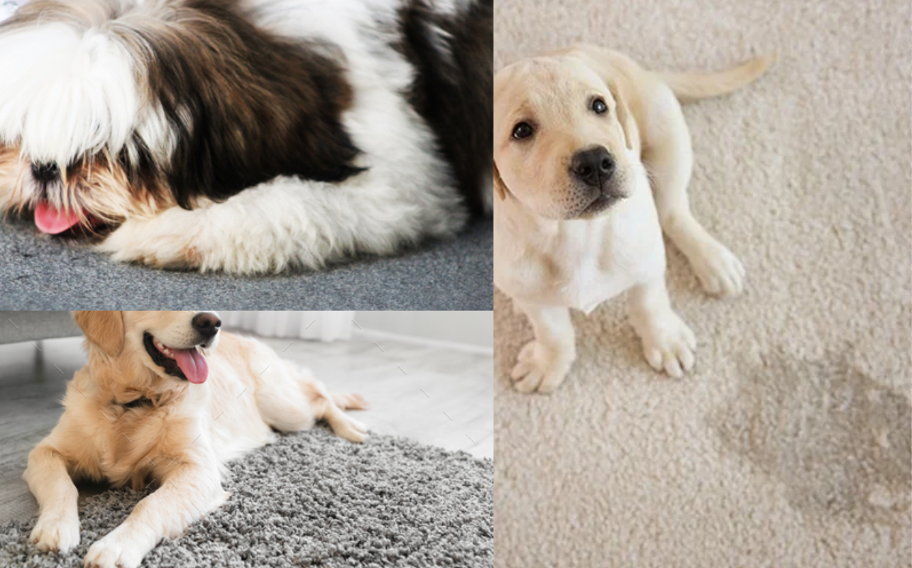 Cara Hilangkan Bau Urine Anjing dari Karpet