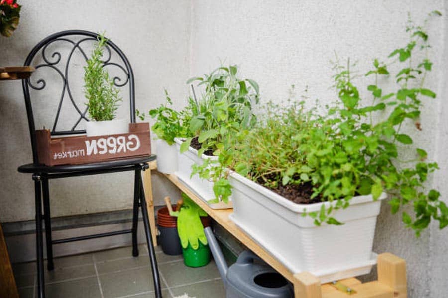 Tanaman Hias Yang Bisa Diletakan Dibalkon ataupun Teras