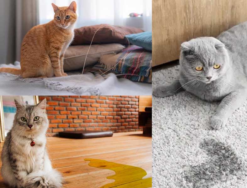 Cara Cepat Membersihkan Urine Kucing dari Karpet