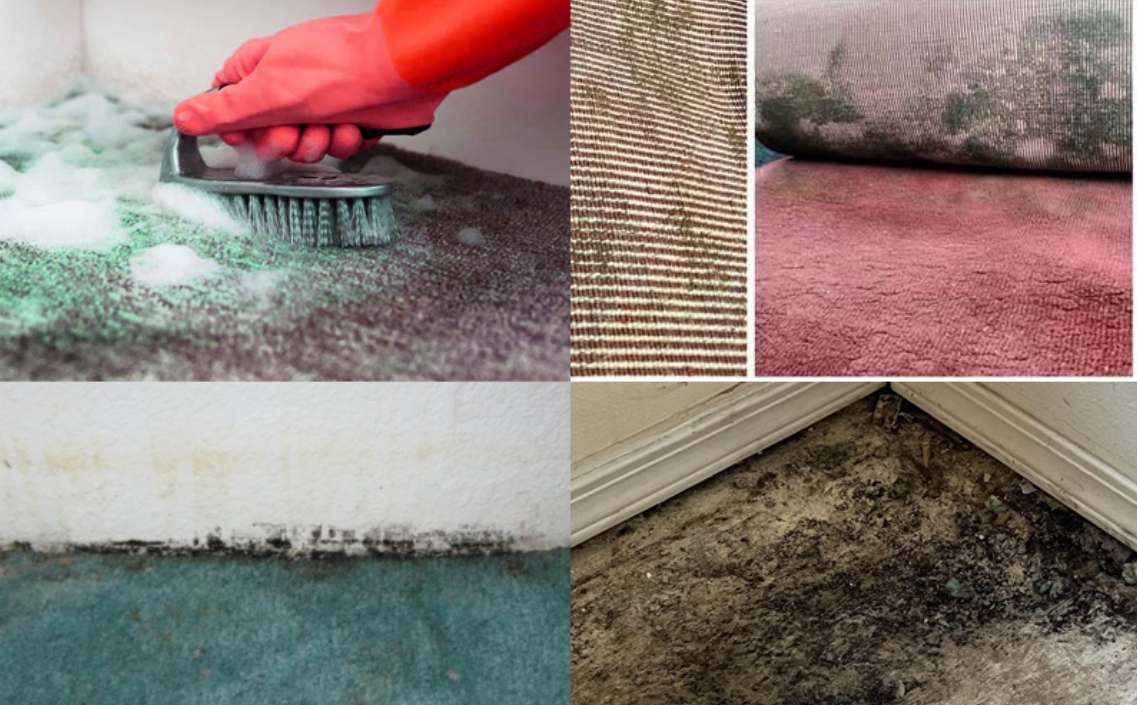 Cara Ampuh Merawat Karpet agar Tidak Berjamur