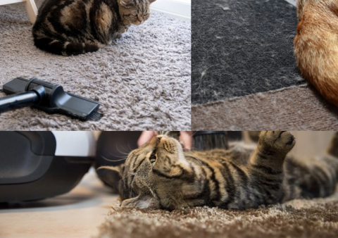 Cara Bersihkan Bulu Kucing Diatas Permukaan Karpet Dengan Mudah