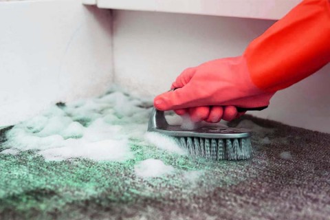 Karpet Berjamur? Tenang! Ini Cara Mudah Menghilangkan Jamur Pada Karpet.