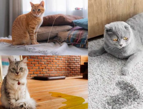 Cara Cepat Membersihkan Urine Kucing dari Karpet